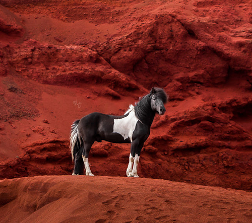 Liga Liepina fotí dechberoucí krásu islandských koní
