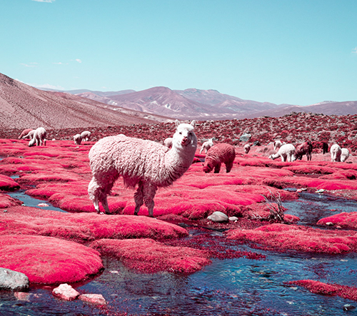 Lamy alpaky na snových fotkách Paola Pettigianiho 
