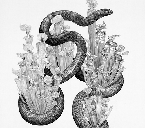 Zoe Keller kreslí tajemné ilustrace hadů a přírodních motivů