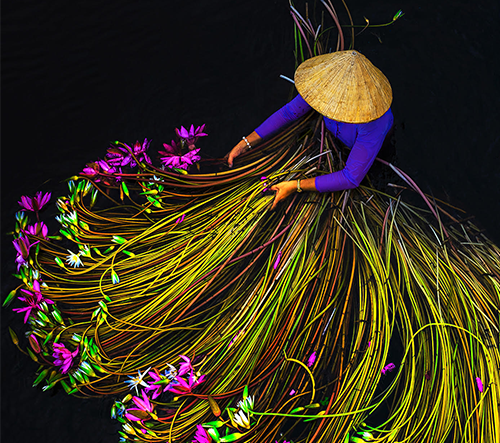 Trung Huy Pham zachytává pestrobarevné momenty sklizně vodních leknínů ve Vietnamu